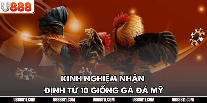 10 Giống Gà Đá Mỹ - Những Chiến Kê Lừng Lẫy Nhất Tại U888 4 Kinh nghiệm nhận định từ 10 giống gà đá Mỹ